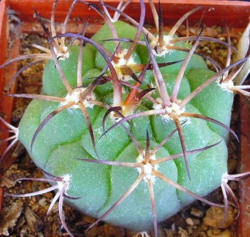 Gymnocalycium_comarapense